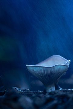 Champignons sur Lucia Leemans