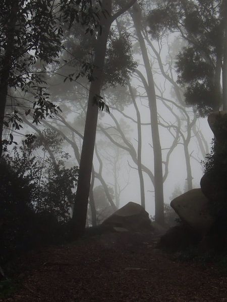 Mysterie in the woods of Sintra, Lisbon by Nadine Geerinck
