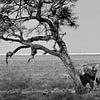 Elefant unter einem Baum in der Wüste von Namibia von Henk Langerak