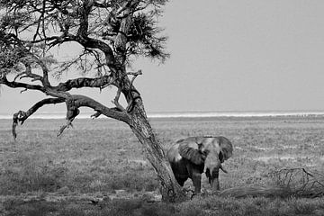 Olifant onder een boom in de woestijn van Namibië