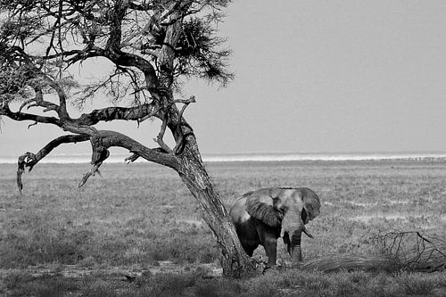 Olifant onder een boom in de woestijn van Namibië