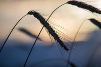 grain
