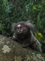 Marmoset on Ilha Grande in Brazil