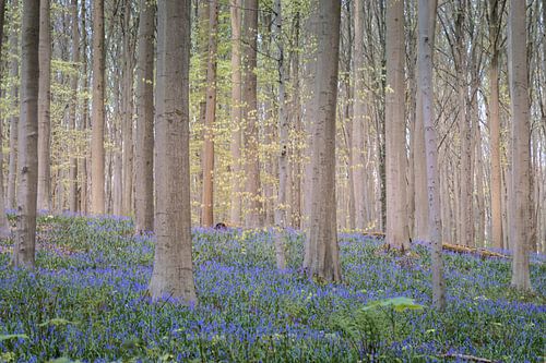 Hallerbos pittoresque - Fête des jacinthes V