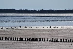 Vadehavet Nationaal Park, Jutland, Denemarken