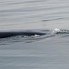 Humpback Whale - Alaska  van Tonny Swinkels