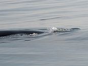 Humpback Whale - Alaska  van Tonny Swinkels thumbnail