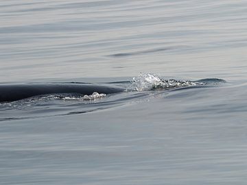 Humpback Whale - Alaska  van Tonny Swinkels