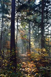 Herfst in bos Elfbergen by Jitske Van der gaast