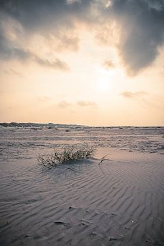 Life in the desert (Terschelling) van Alessia Peviani