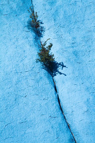 Plants between the stones by Johan Zwarthoed