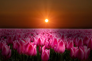 Tulpenfelder, Blumenzwiebelfelder in den Niederlanden bei Sonnenuntergang