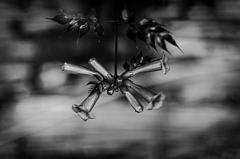 Botanica Noire No. 2