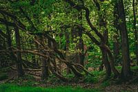 groene bossen
