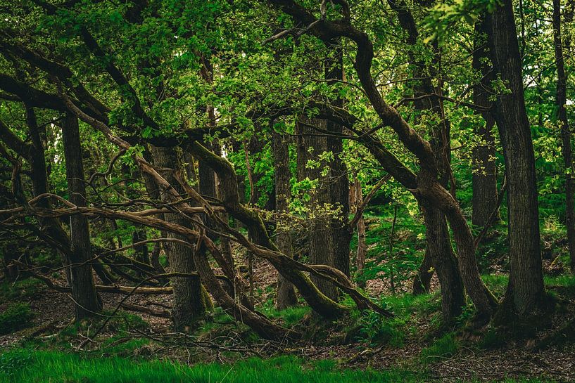 grüne Wälder von snippefotografie
