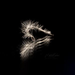 Aussi léger qu'une plume sur MientjeBerkersPhotography