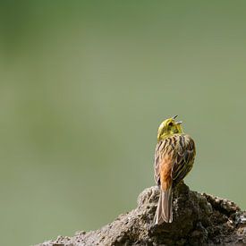 Geelgorslied - geluiden van de plaatselijke natuur van Skarvaan by Benedict Gertz