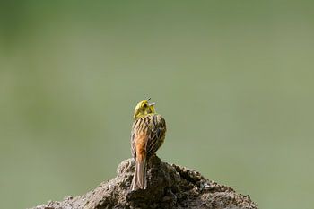 Goldammer Gesang - Töne der heimischen Natur