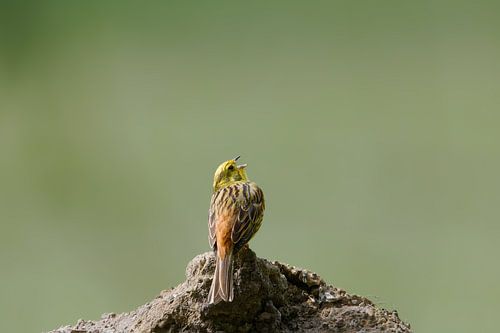 Geelgorslied - geluiden van de plaatselijke natuur