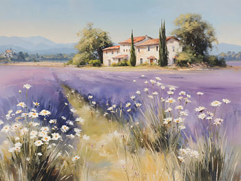 Lavande de Provence