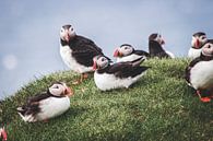Papegaaiduikers op de Faeröer eilanden van Expeditie Aardbol thumbnail