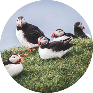 Papegaaiduikers op de Faeröer eilanden van Expeditie Aardbol