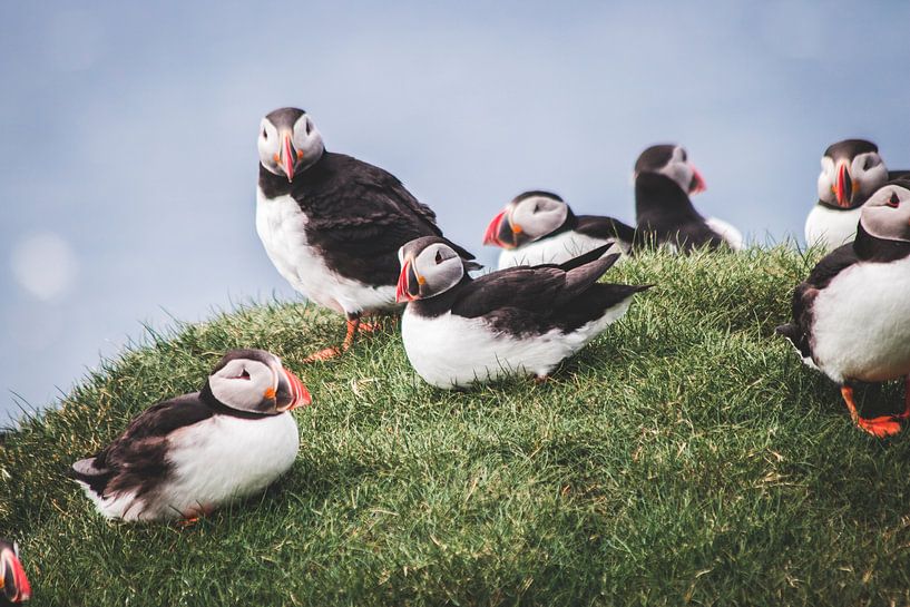 Papegaaiduikers op de Faeröer eilanden van Expeditie Aardbol