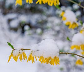 Snow covered flowers from a forsythia shrub