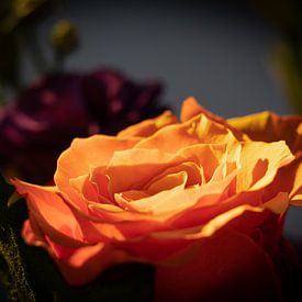 Rose orangée sur Jaap Meijer