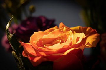 Oranje roos van Jaap Meijer