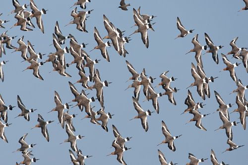 Grutto's in formatie