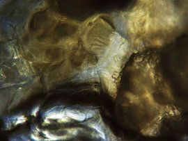 Pfeffersplitter unter dem Mikroskop von Wijco van Zoelen