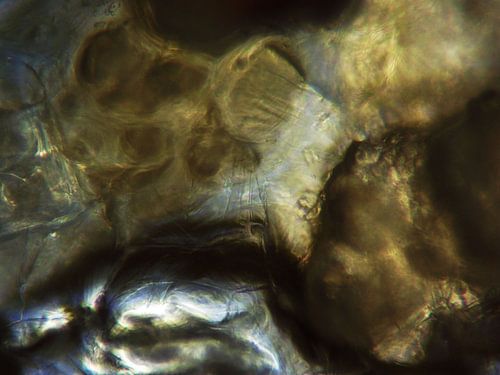 Pfeffersplitter unter dem Mikroskop