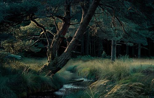 Romantic summer forest in Germany