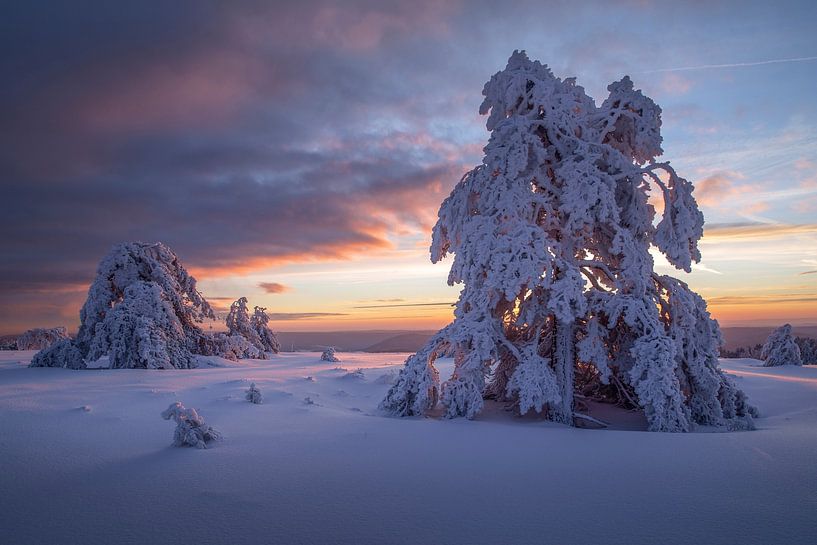 Wonderland by Erwin Klein