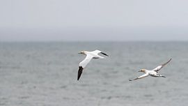 Zwei Basstölpel im Flug von Anges van der Logt