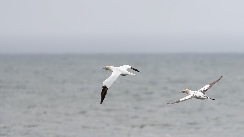 Zwei Basstölpel im Flug von Anges van der Logt