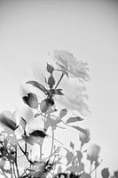 In the shadow of the blossom