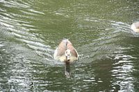 Schwimmende Ente