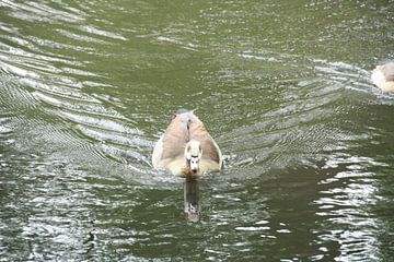Swimming duck van Novaii Emery