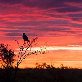 zonsopgang von Patries Photo