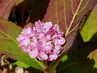 Herfst Hortensia