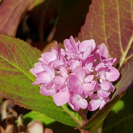 Autumn hydrangea von Regina Captures