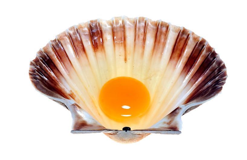Coquille schelp met eidooier par Martijn Smit