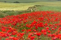 Beautiful flowers 