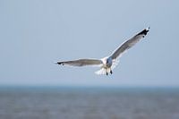 Gull over the sea at Zandvoort