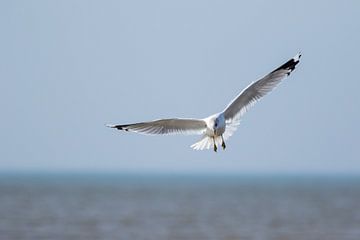 Meeuw boven de zee bij Zandvoort van Marcel Alsemgeest