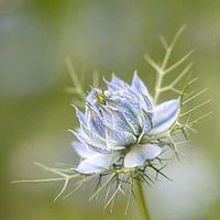 Close up photo of a Miss in green
