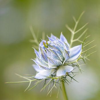 Photo en gros plan d'une Miss en vert