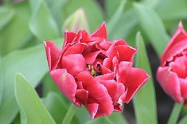 Vamp by Lisa Pieters